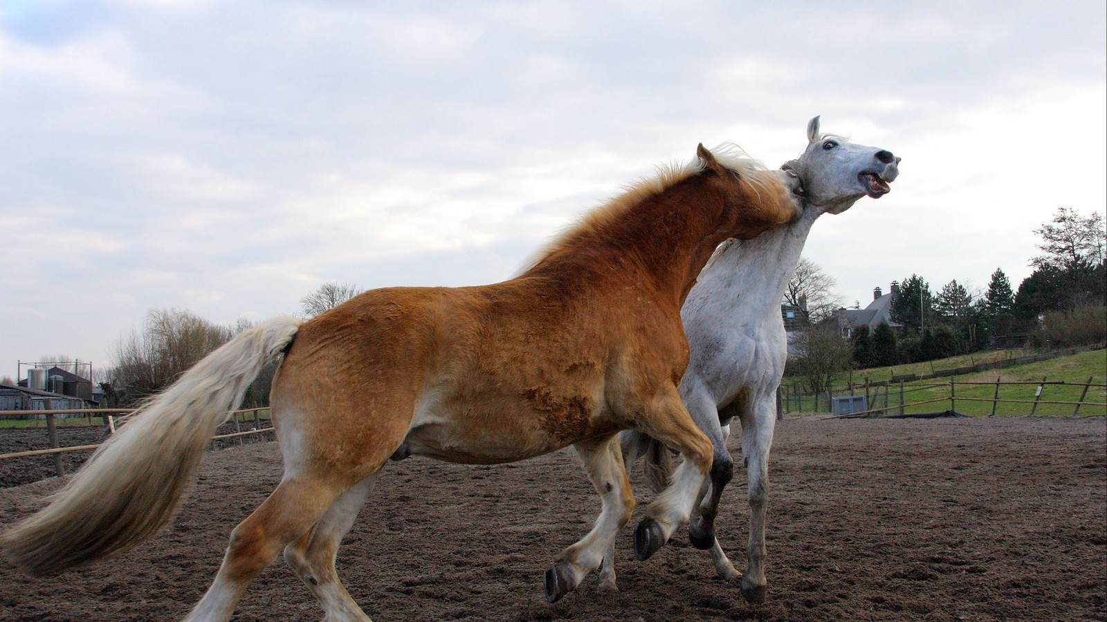 Pferde spielen auf einem feld mit einem zaun und einem himmel im hintergrund (pferd, mähne, colt, stute, fohlen)