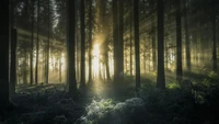 Lumière du soleil filtrant à travers la forêt ancienne de sapins