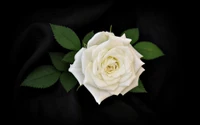 Elegant White Rose on Black Background