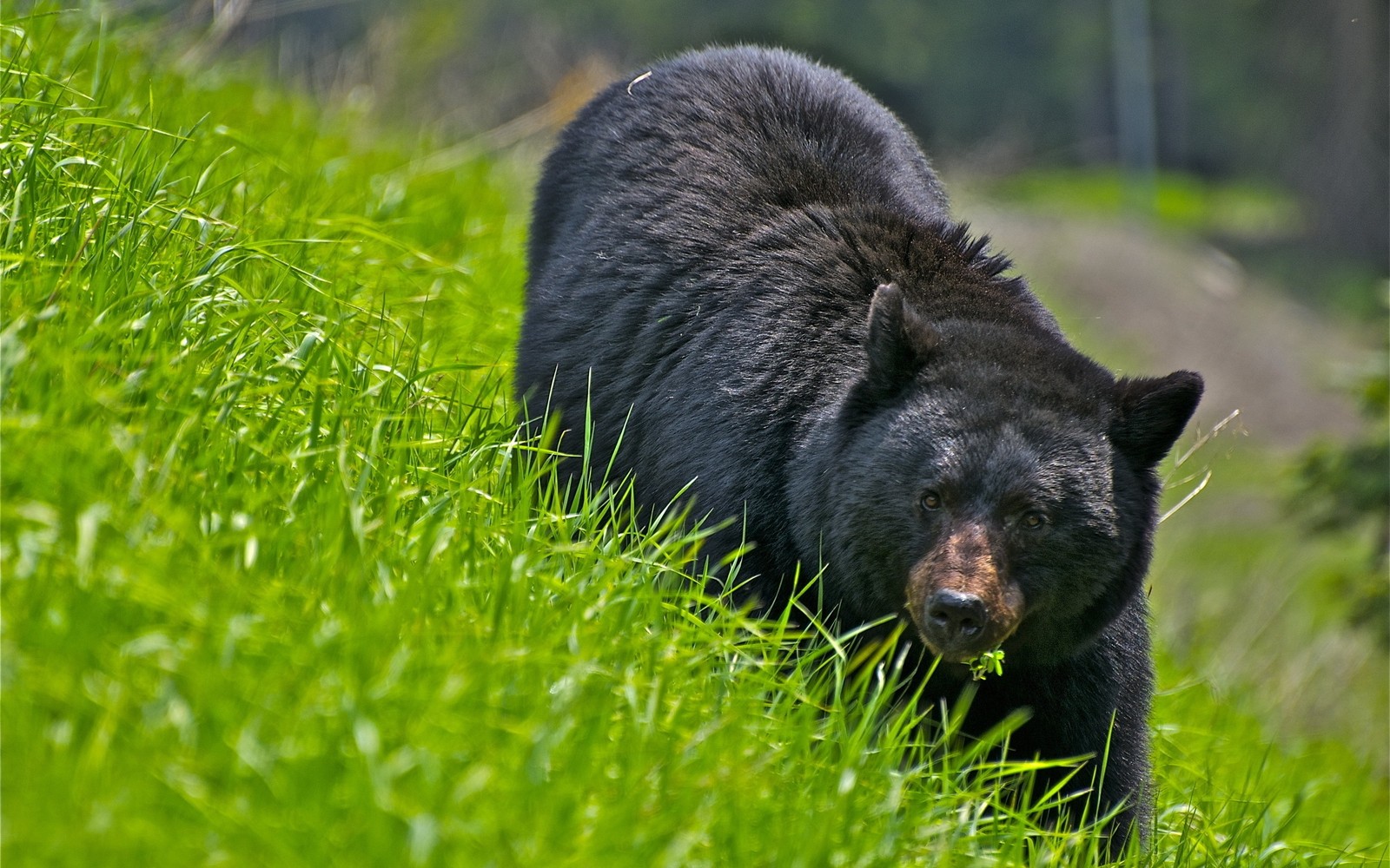 Ein schwarzer bär läuft durch ein grasiges feld (amerikanischer schwarzbär, landsäugetier, grizzlybär, wildleben, braunbär)