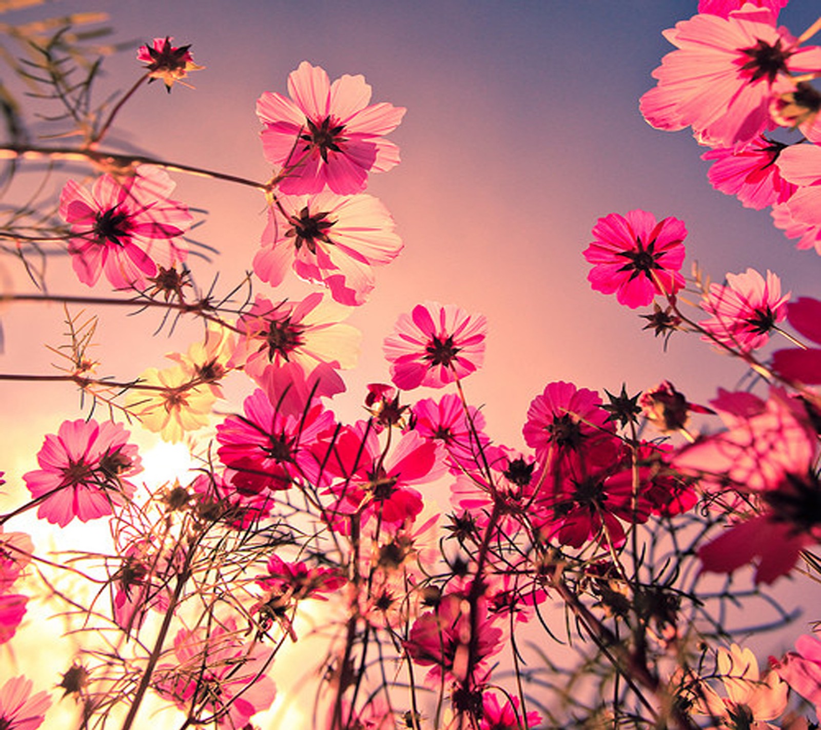 Flores en un campo con el sol brillando a través del cielo (flores, agradable)