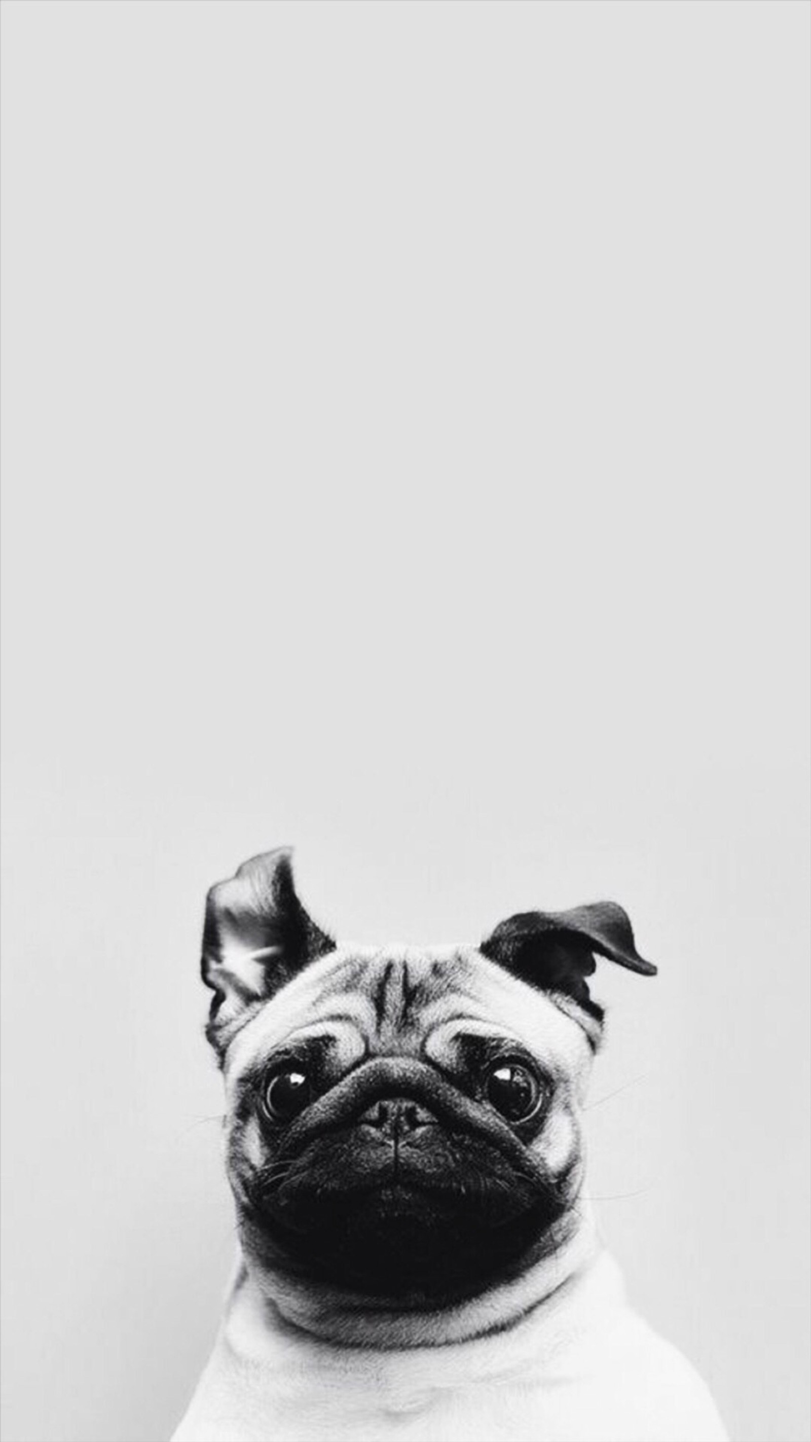 Descargar fondo de pantalla perro, perros, pug, cachorros