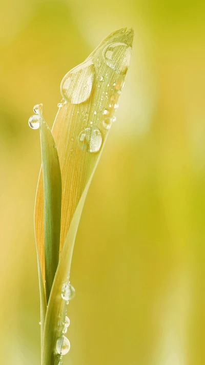 gotas, hoja, naturaleza, agua, gotas de agua