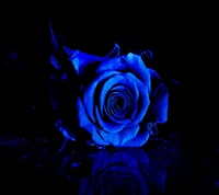 rose bleue