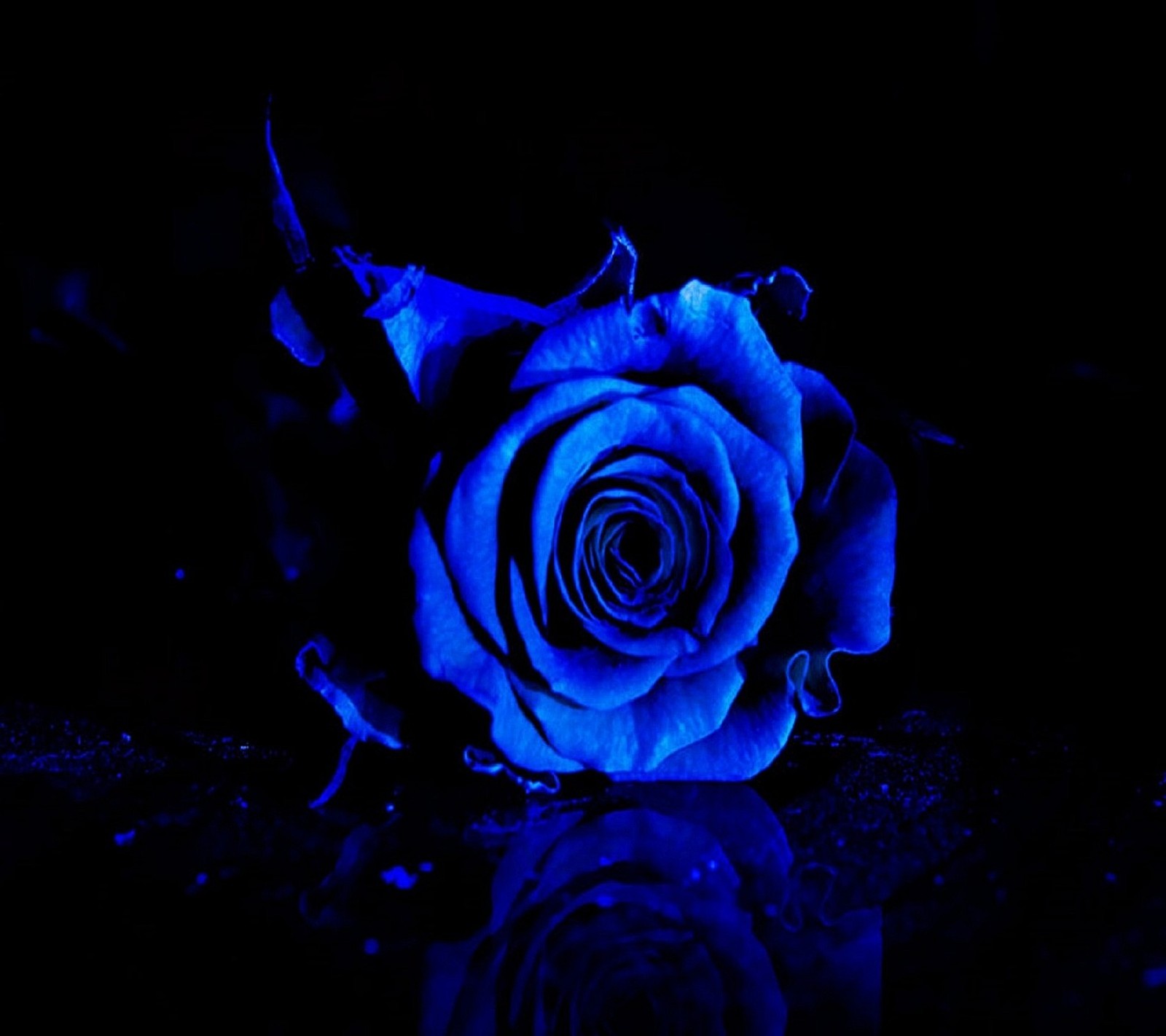 A close up of a blue rose with water droplets on it (blue rose)