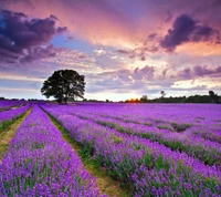 Champs de lavande vibrants sous un coucher de soleil coloré