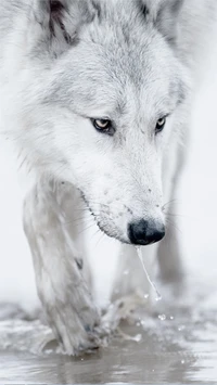 animal, majestuoso, blanco, salvaje, lobo