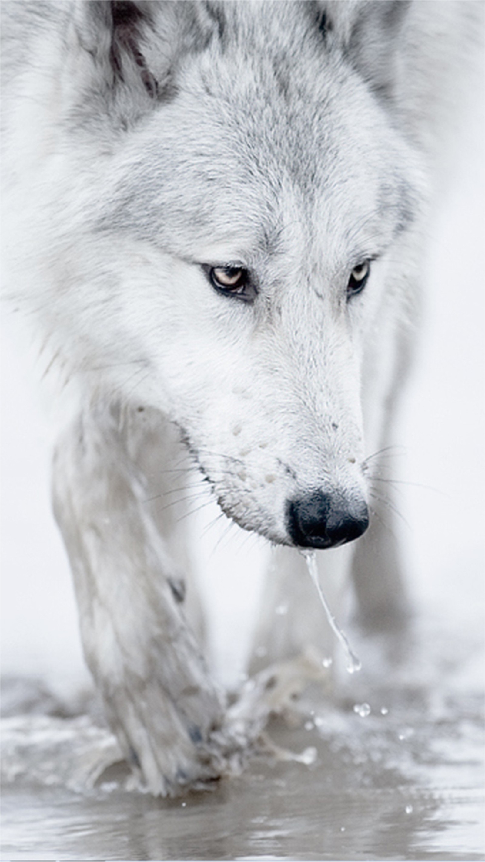 There is a white wolf walking through the water with a stick in its mouth (animal, majestic, white, wild, wolf)