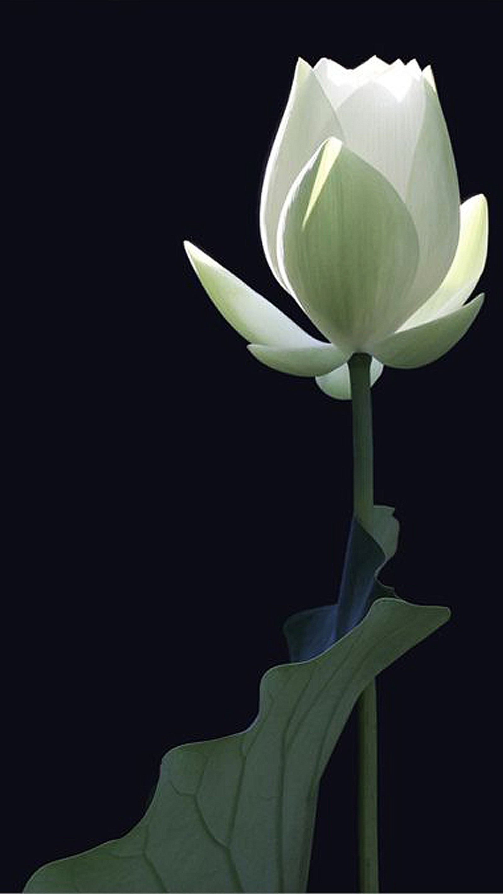 Il y a une fleur blanche sur une tige avec des feuilles (noir, fleur, vert, lotus, blanc)