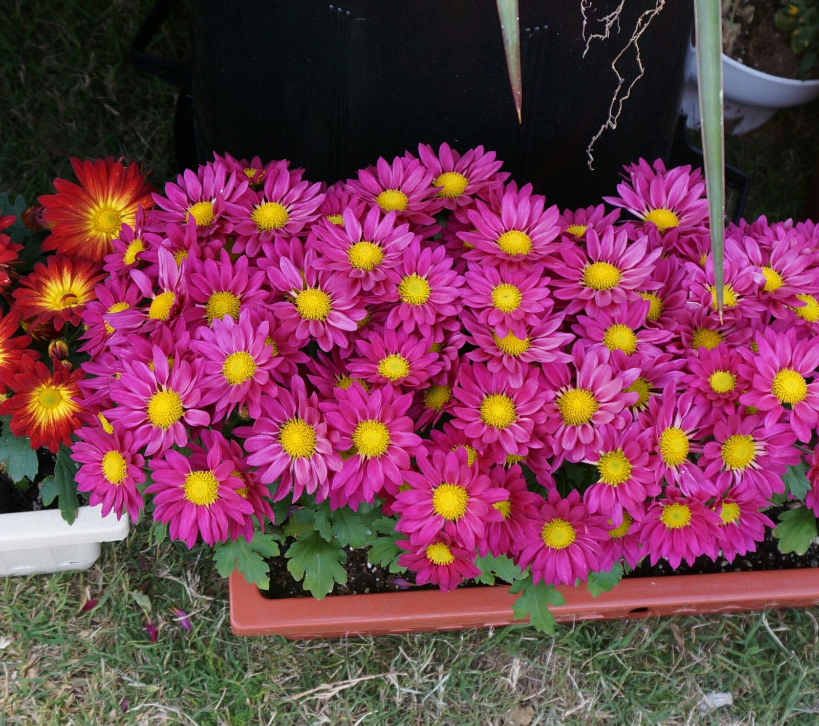 Há muitas flores em um vaso no chão (flores, natureza)