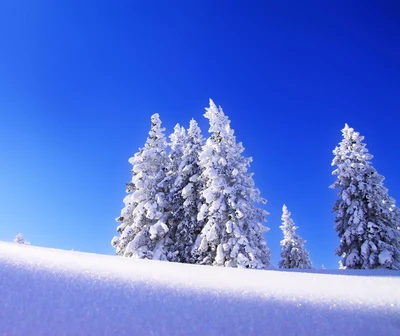 blau, weihnachten, weihnachtsbaum, schnee, baum