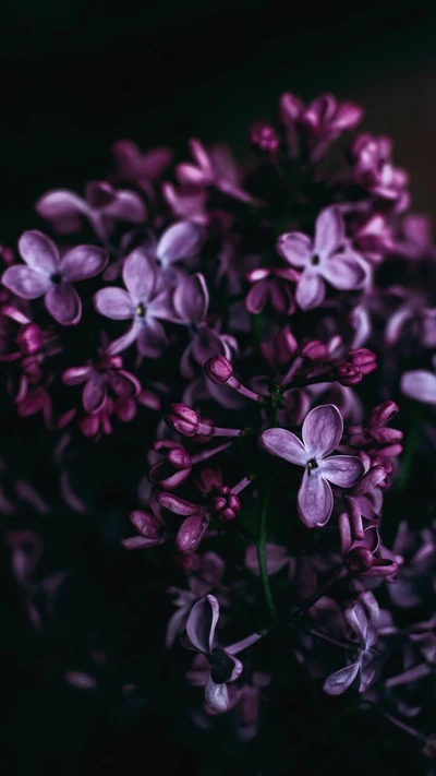 schönheit, flieder, lilac flowers, lila, s8