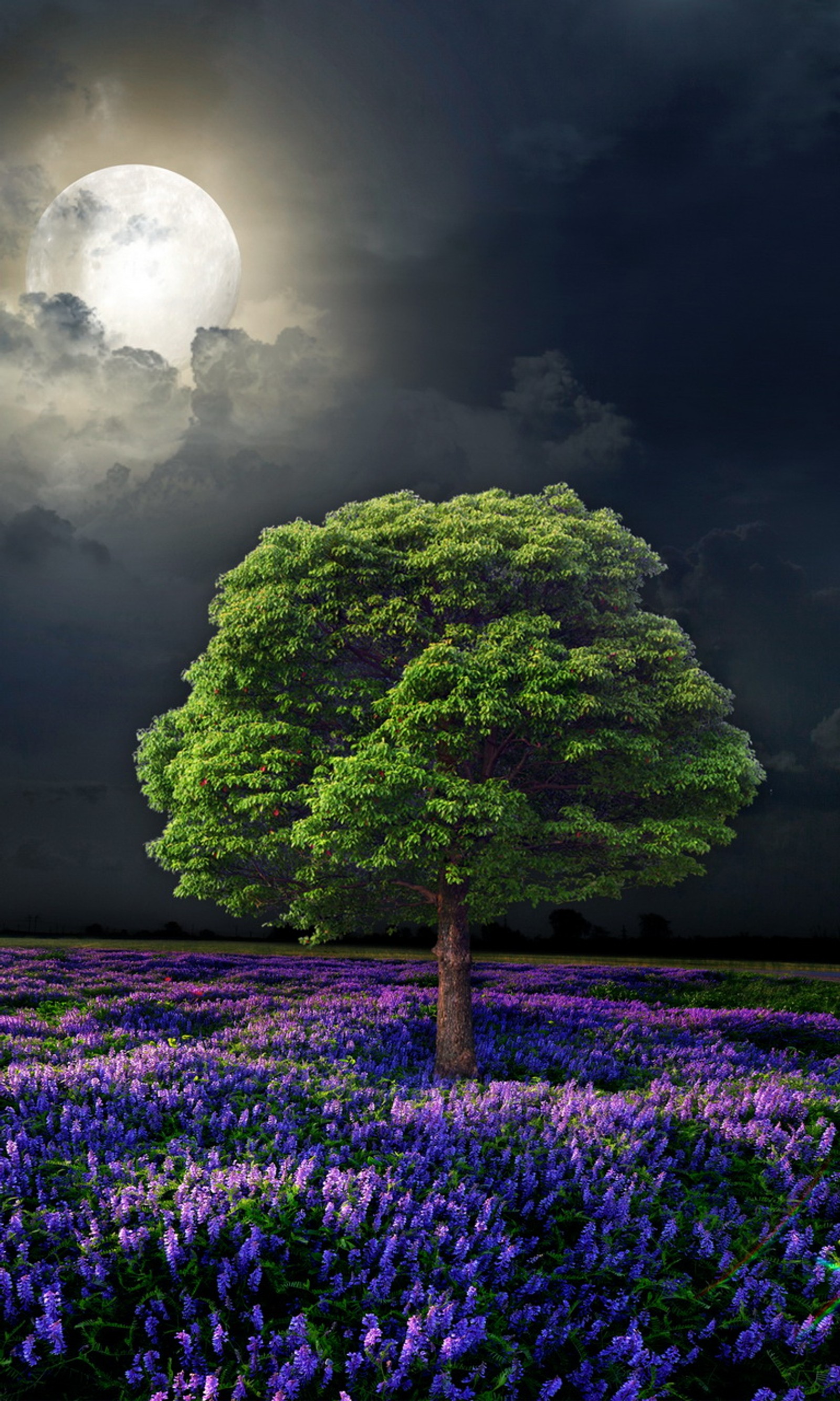 Uma árvore africana em um campo de flores roxas sob uma lua cheia (campo, flores, cheio, lua, noite)