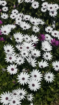 flowers, white flowers