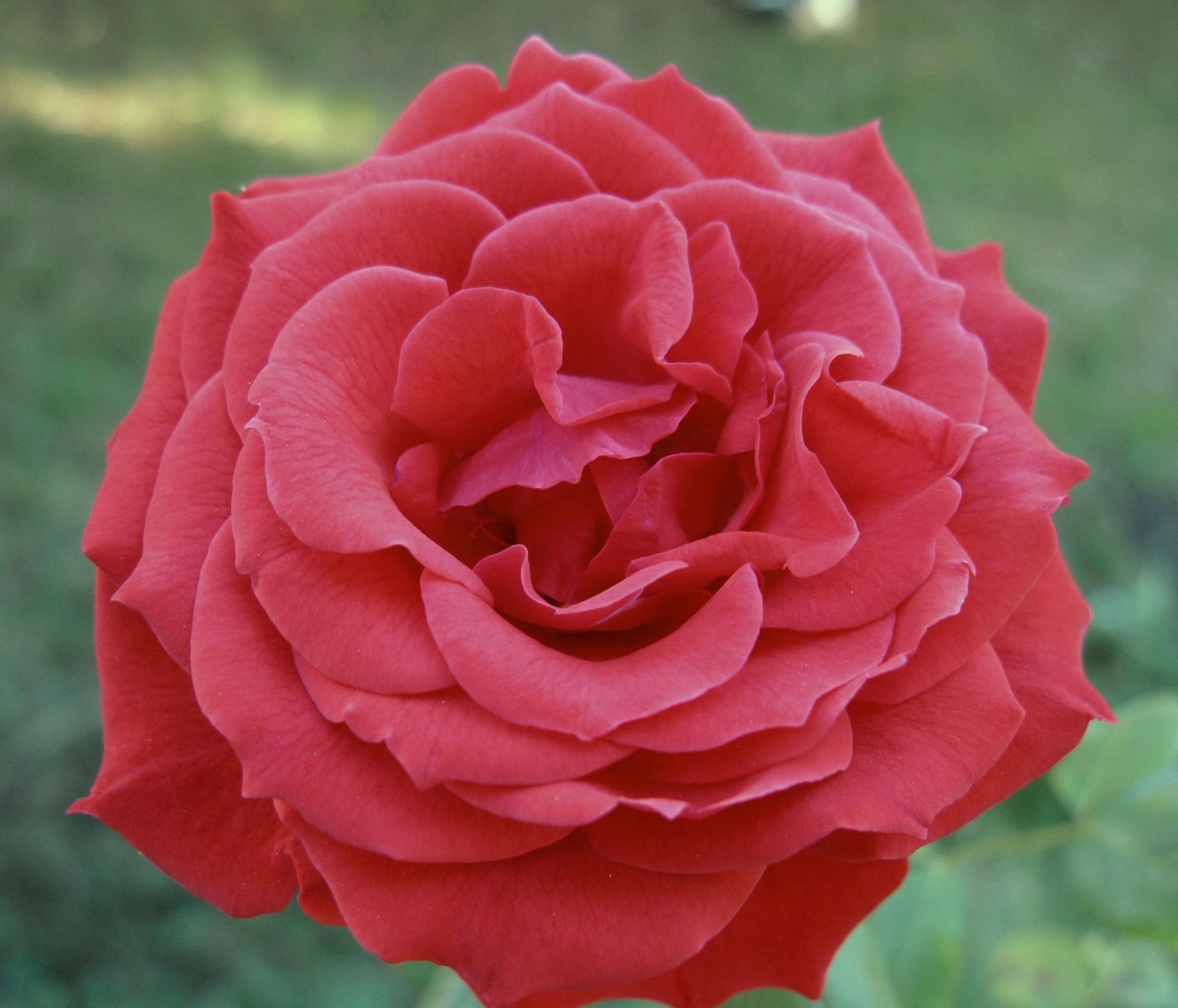 Hay una rosa roja que está floreciendo en el jardín (flor, naturaleza, rojo, rosa)