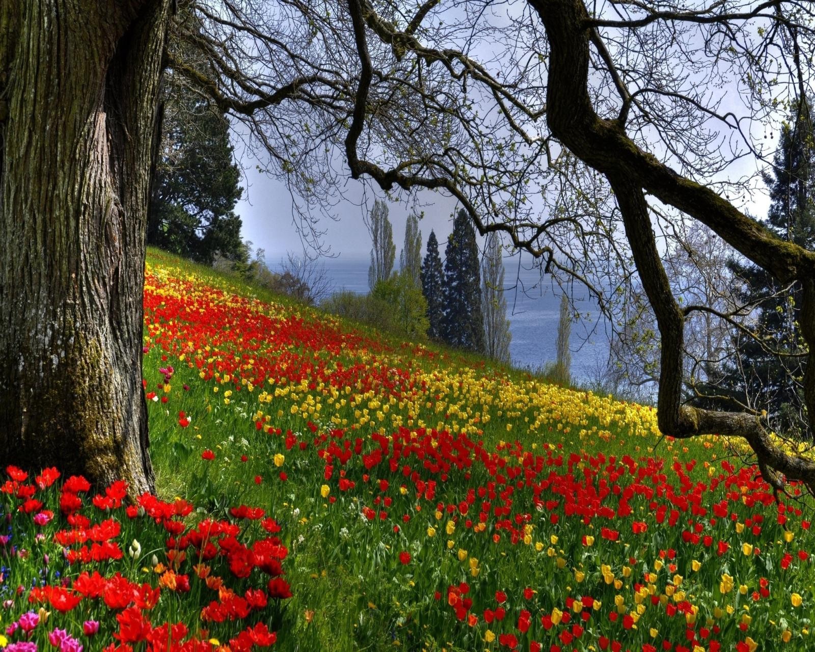 Árvores e flores em um campo com um lago ao fundo (colordful, flor, natureza)