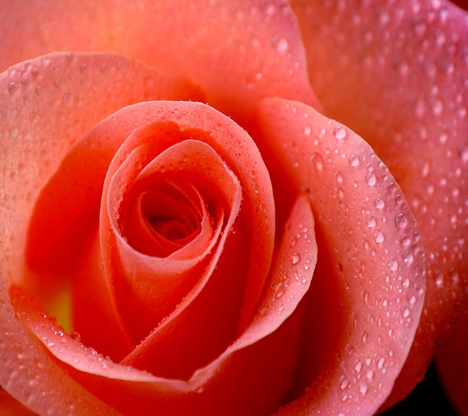 A close up of a rose with water droplets on it (love, red, rose)