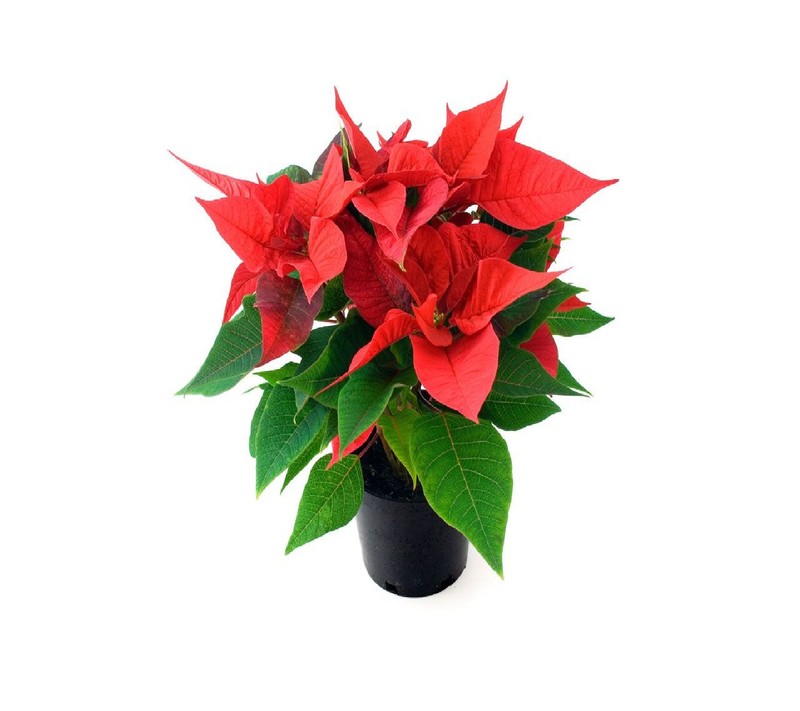 На белом фоне горшечное растение с красными цветами (christmas flower)