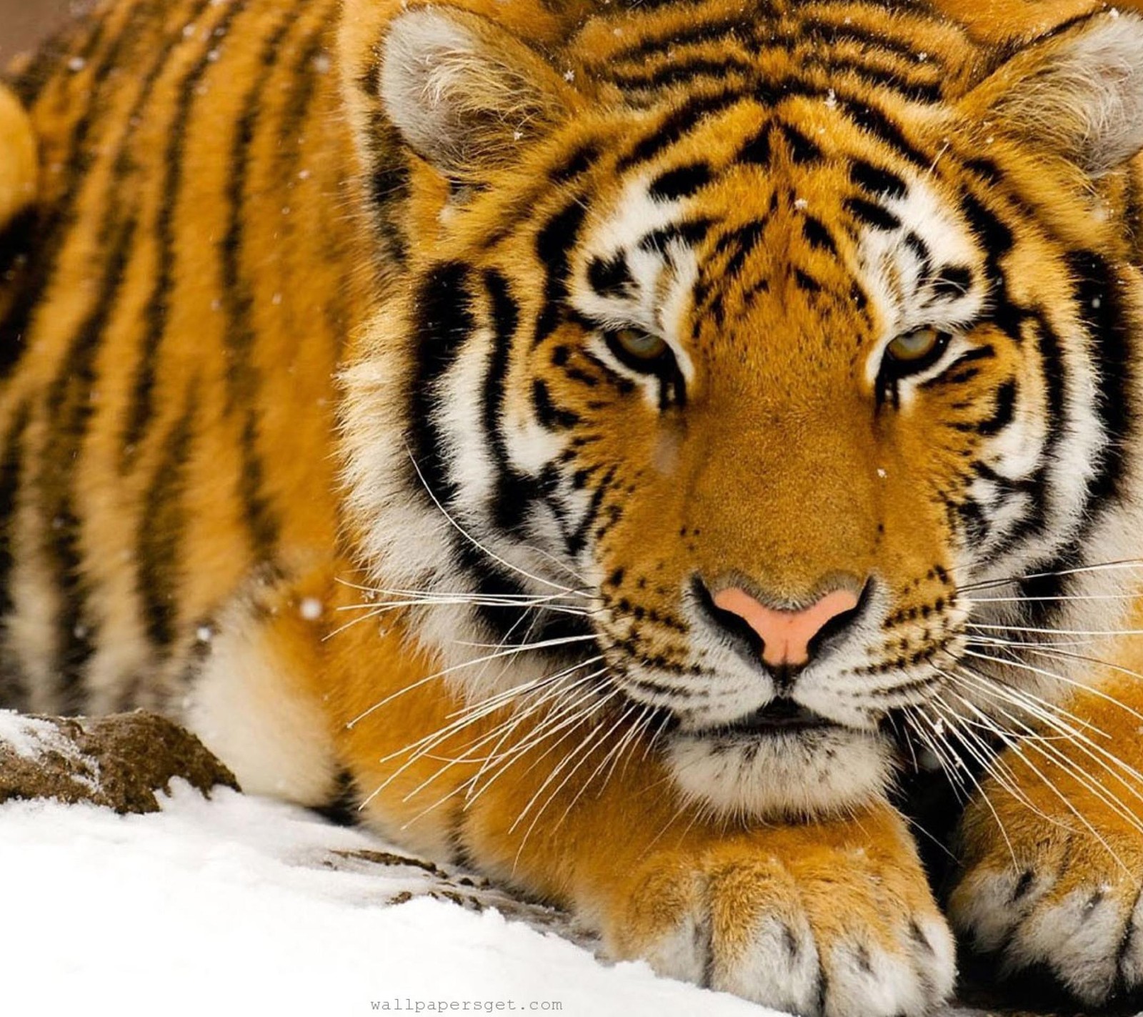 Ein tiger liegt im schnee mit offenen augen (tier, klasse, indien, india, tiger)