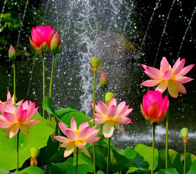 Flores de lótus vibrantes em meio a uma fonte cintilante