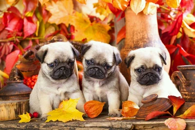 Three adorable puppies surrounded by vibrant autumn leaves and rustic decor.