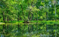 Reflexión serena de vegetación exuberante en un ecosistema de humedal de verano.