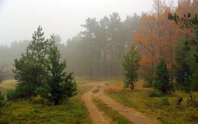 Camino de mañana brumoso a través de una selva