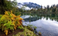 nature, sauvage, réflexion, arbre, lac