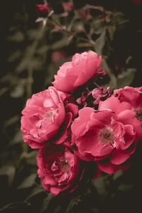 Lebendige pinke Floribunda-Rosen in Blüte