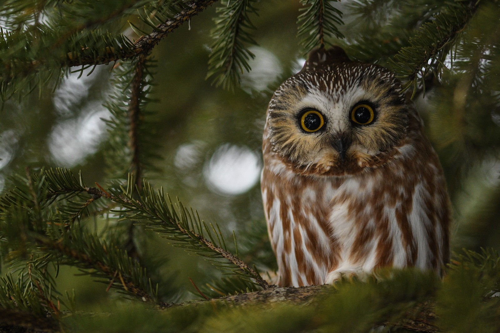 Une chouette est assise sur un arbre en regardant l'appareil photo (chouette, oiseau, nature, oiseau de proie, faune)