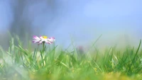 Prairie matinale avec marguerite commune parmi les herbes