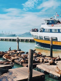 Seelöwen ruhen am Dock in San Francisco, während eine Fähre sich nähert