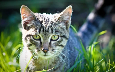 Tabby kitten with striking green eyes exploring lush grass.