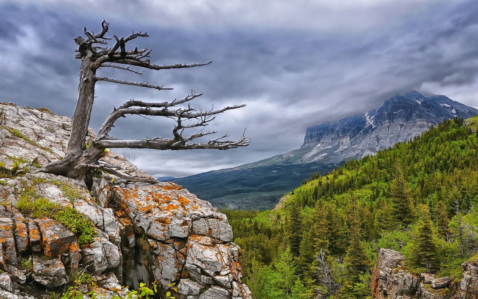 Uma árvore solitária em um penhasco rochoso com uma montanha ao fundo (parque nacional, natureza, wild, árvore, formas montanhosas)