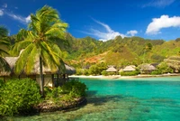 plage, nature, tropiques, végétation, caribéen