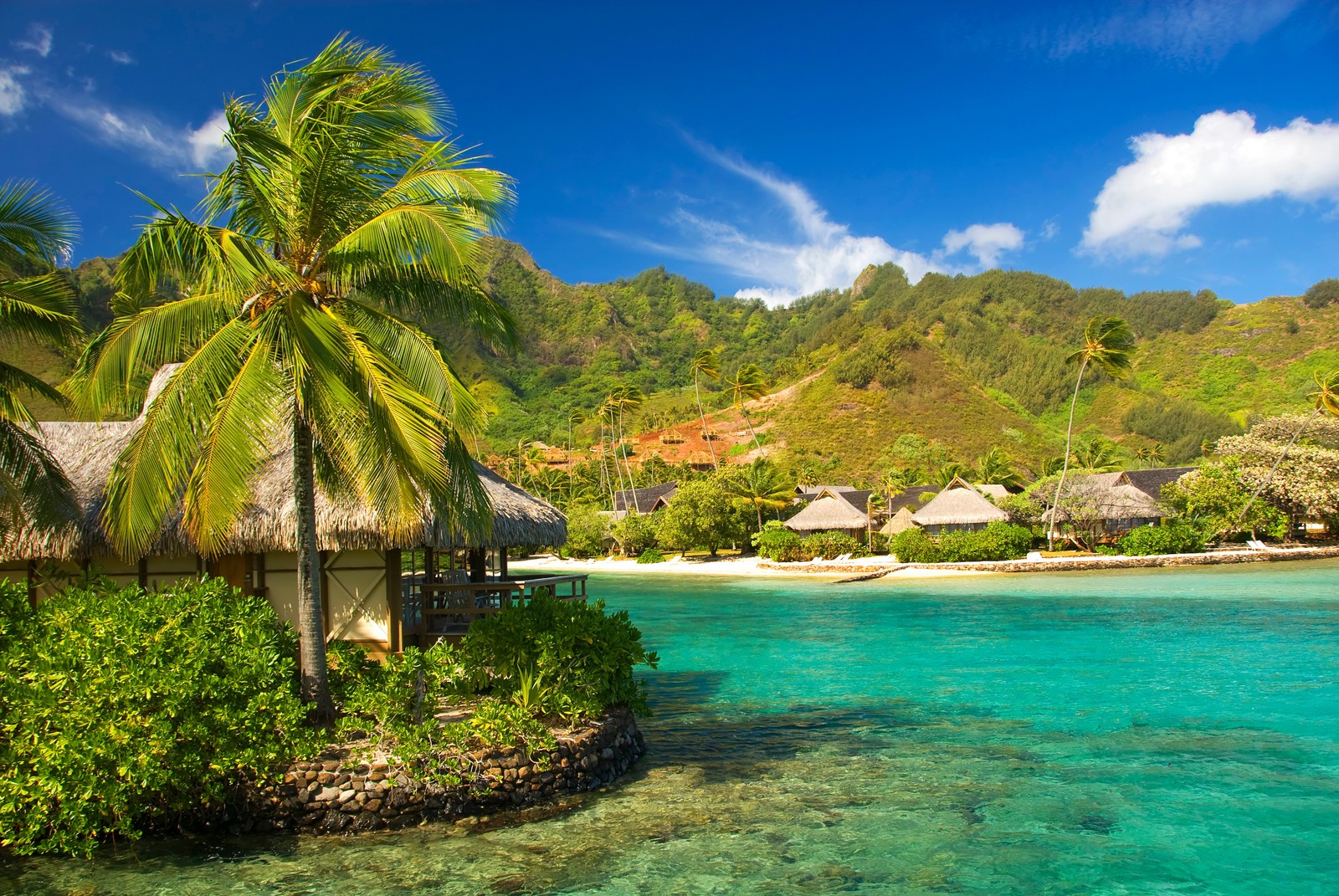 A view of a beach with a hut and palm trees (beach, nature, tropics, vegetation, caribbean)