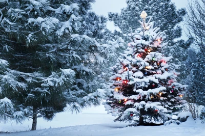 Sapin de Noël couvert de neige orné de lumières colorées dans un pays des merveilles hivernal