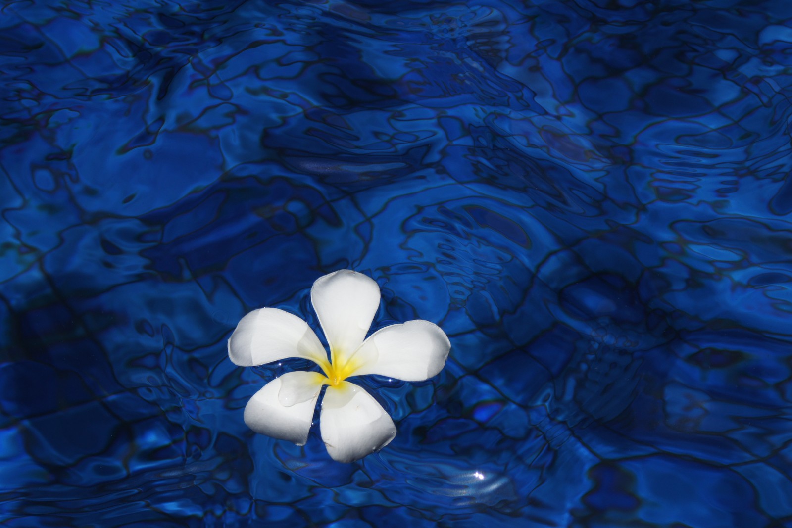 Eine nahaufnahme einer blume, die in einem wasserbecken schwebt (blau, frangipani, blütenblatt, blume, majorelle blau)