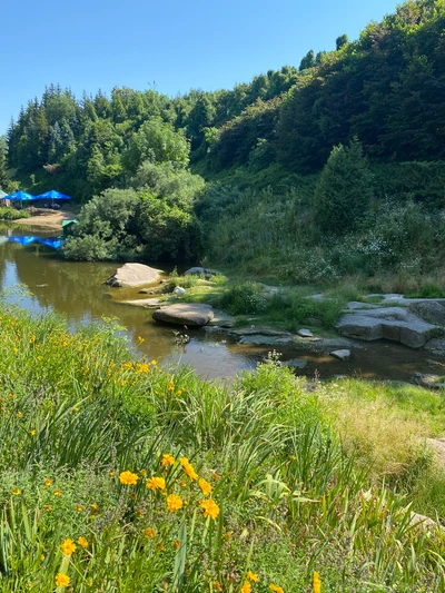 fluss, vegetation, pflanze, natürliche landschaft, pflanzengemeinschaft