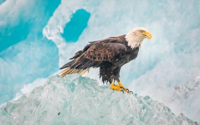 adler, eisberg, raubvögel, raptoren, carnivorous bird