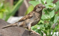 haussperling, schnabel, vogel, spatz, sitzvogel