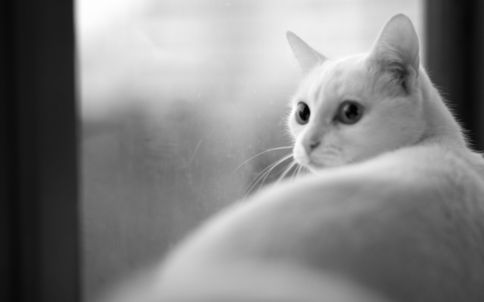 cat, white, whiskers, black, dog wallpaper