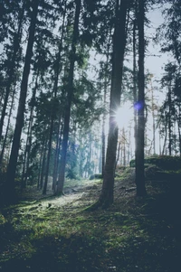 Sonnenlicht, das durch einen ruhigen gemäßigten Nadelwald filtert und die hohen Tannen und Fichten hervorhebt.