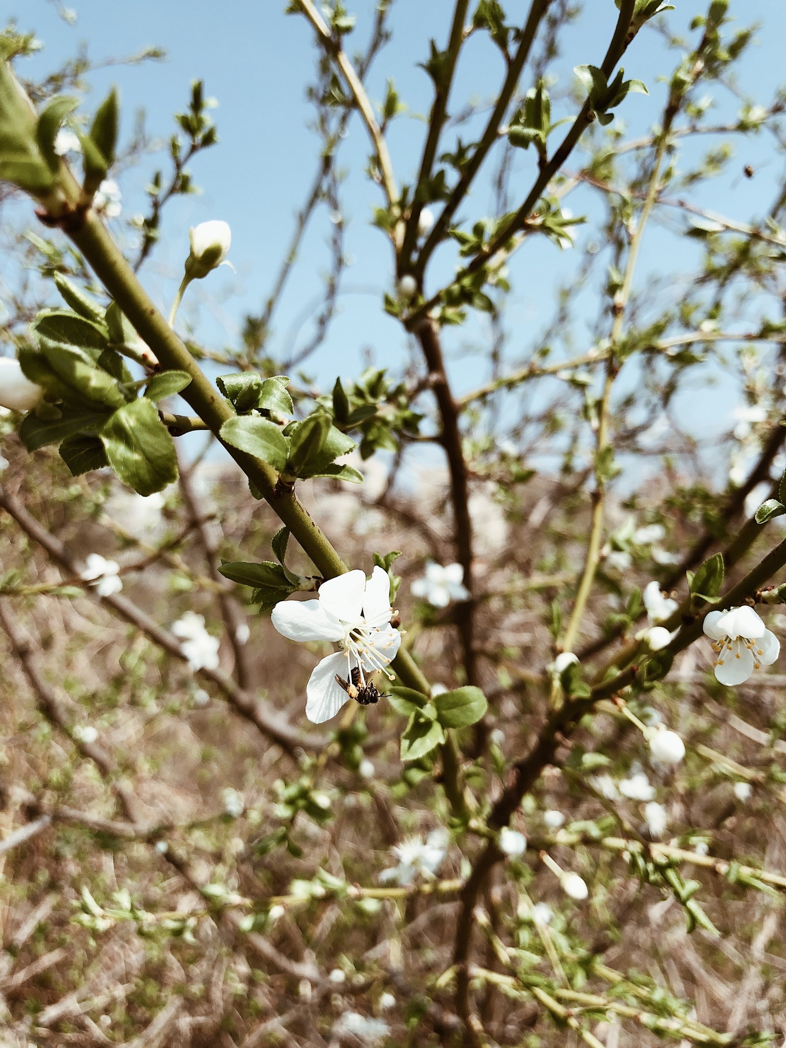 There is a small white flower on a tree in the field (flora, science, physics, branch, daytime)