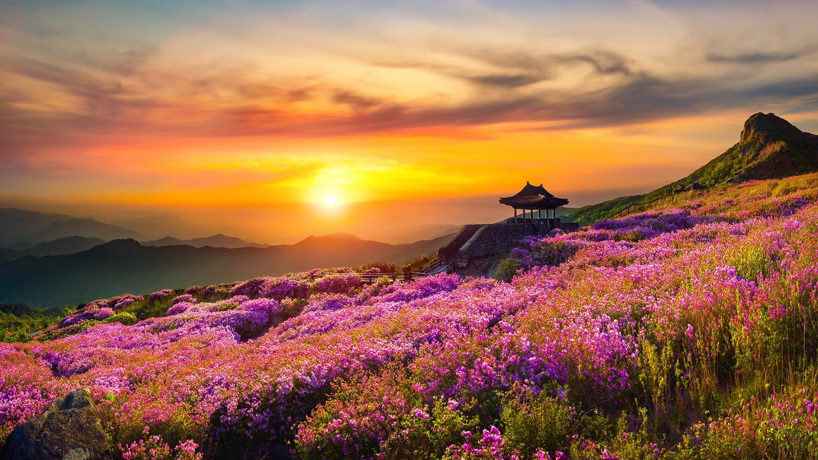 Una hermosa puesta de sol sobre una montaña con flores moradas (flores, montañas, naturaleza, paisaje, atardecer)