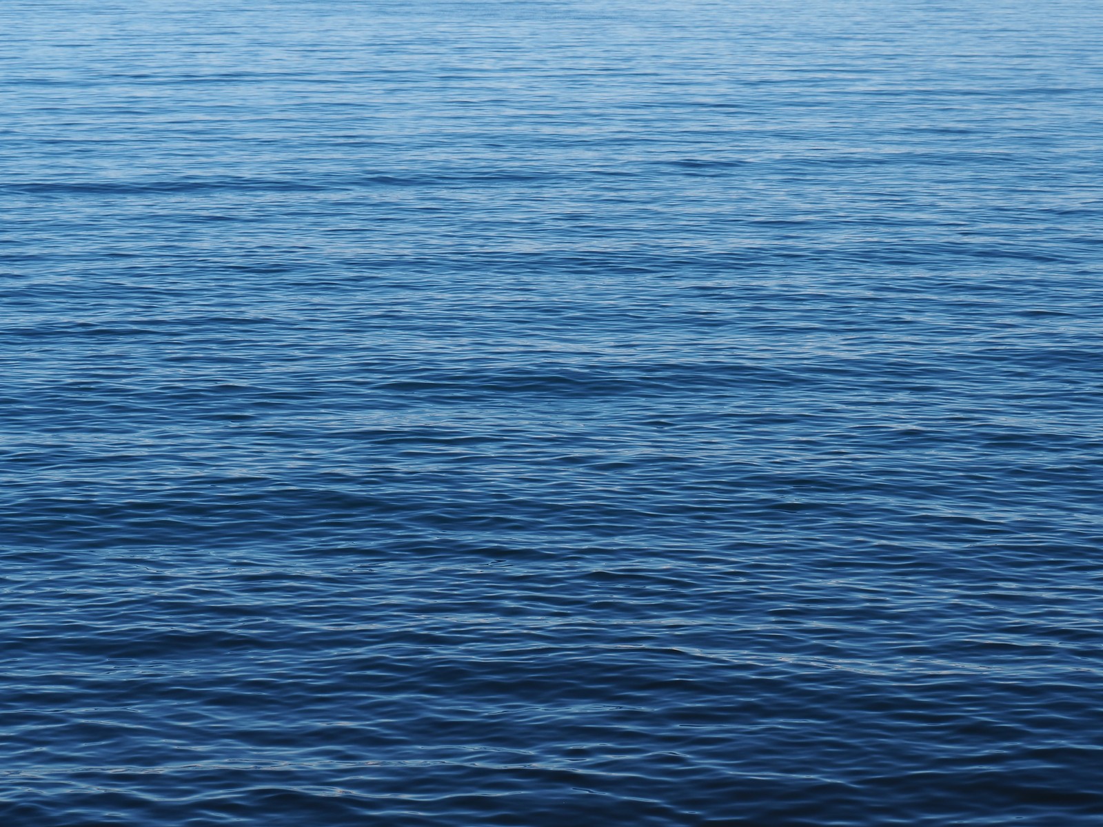 Araffes in the water with a boat in the distance (sea, school, class, water, liquid)