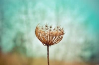 Close-Up of a Dandelion Seed Head Against a Soft Sky