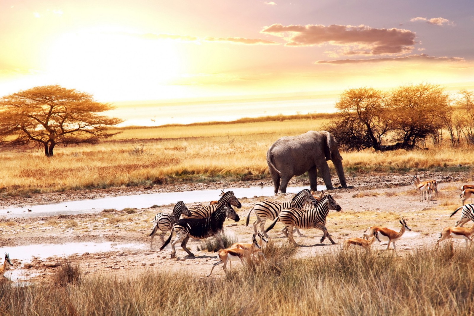 Zebras e gazelas correndo na natureza com um elefante ao fundo (safari, elefante, fauna, savana, rebanho)