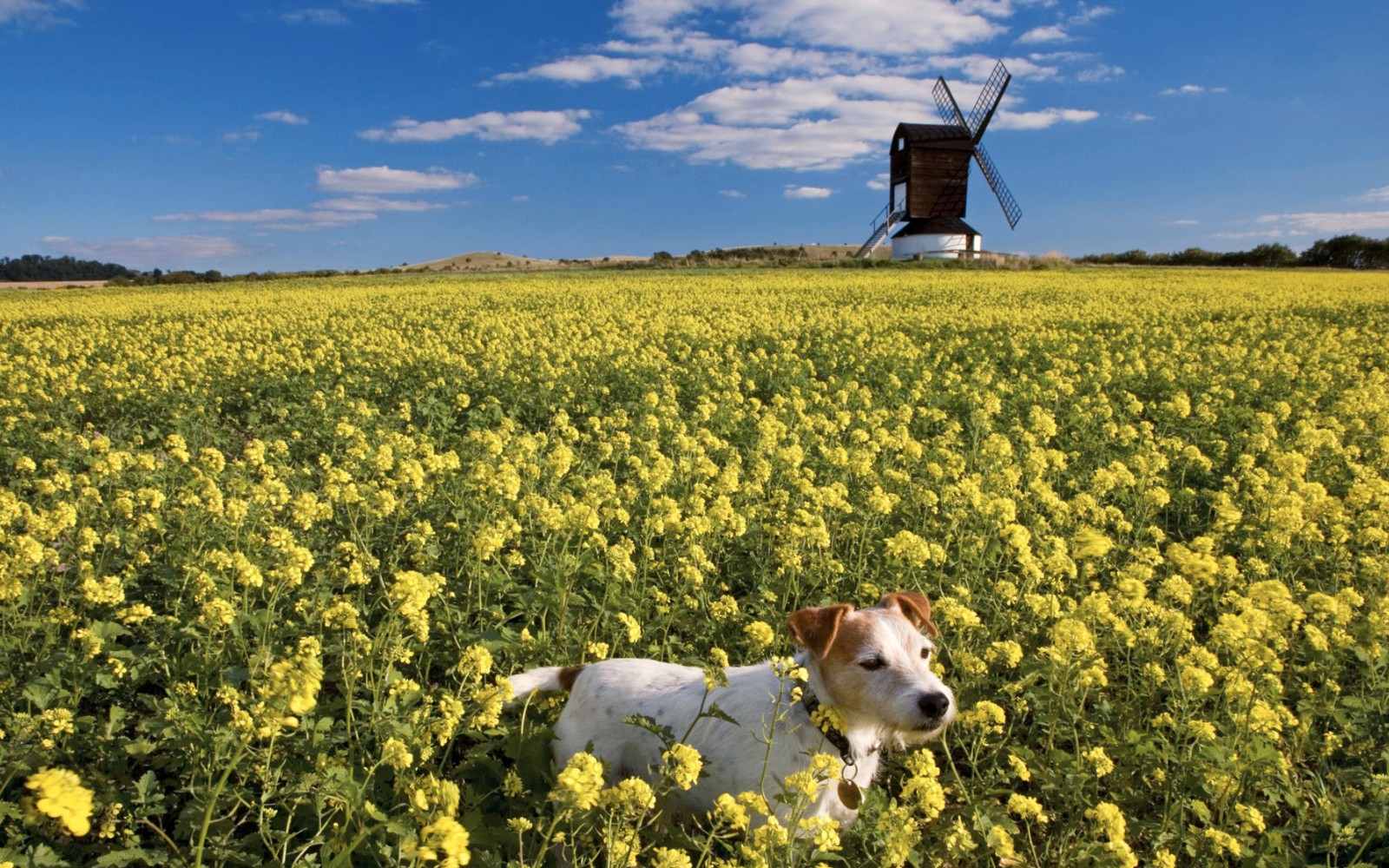 dog, flower, plant, windmill, cloud wallpaper