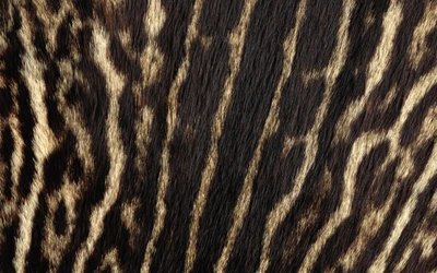 Intricate Patterns of a Tiger's Fur